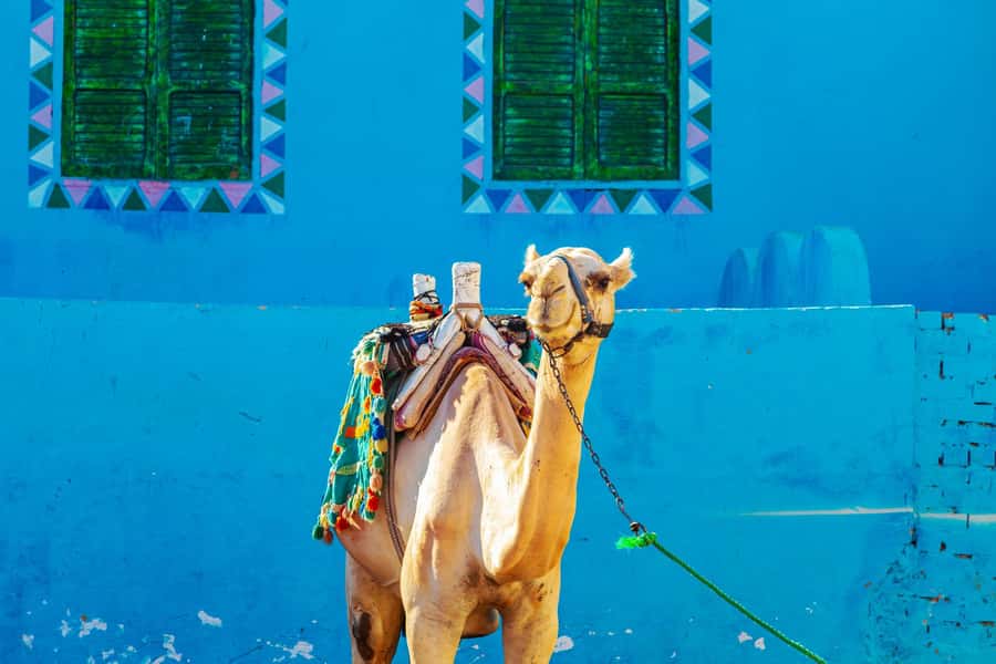 Aswan: Shared Half-Day Tour to the Nubian Village - Should you book this Aswan Nubian Village shared tour?