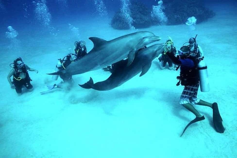 El Gouna Lagoon, Diving with Dolphin, Snorkeling & Lunch - Red Sea snorkeling vs an underwater session with a PADI instructor