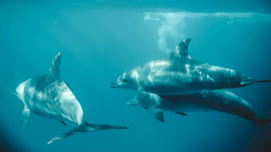 El Gouna Lagoon, Diving with Dolphin, Snorkeling & Lunch - Safety and gear basics you should not skip