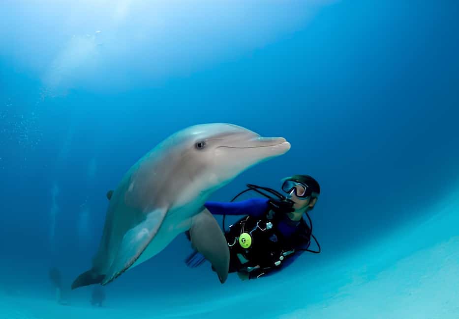 El Gouna Lagoon, Diving with Dolphin, Snorkeling & Lunch - Price and value: is $56 a fair deal here?