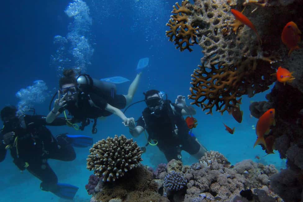 El Gouna Lagoon, Diving with Dolphin, Snorkeling & Lunch - Practical tips so your day runs smoothly