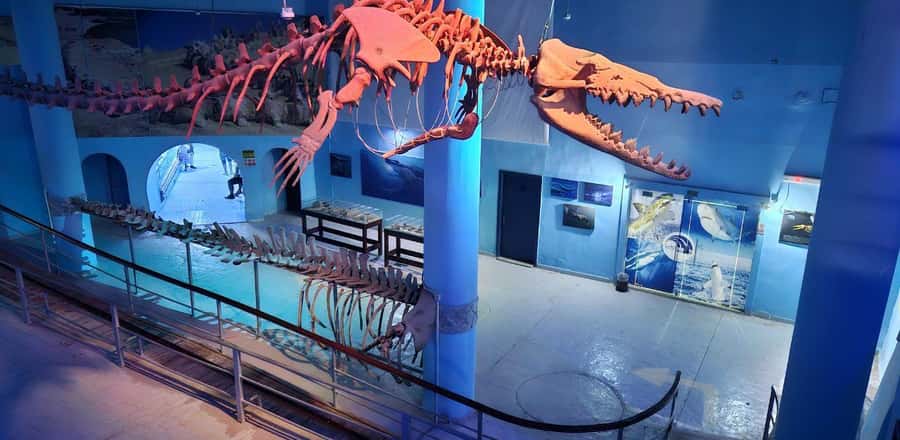 Entry Ticket: Grand Aquarium Hurgada - Photographers and how to get great photos without slowing everything down