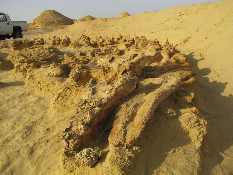 From Cairo: Full-Day Tour to El Fayoum - Wadi el-Rayan Waterfalls: The Stop That Feels Like a Real Break