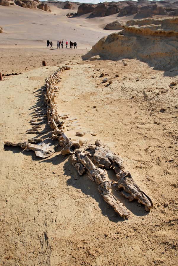 From Cairo: Full-Day Tour to El Fayoum - Wadi Al-Hitan (Valley of the Whales): Fossils, Museum Stops, and Quiet Awe
