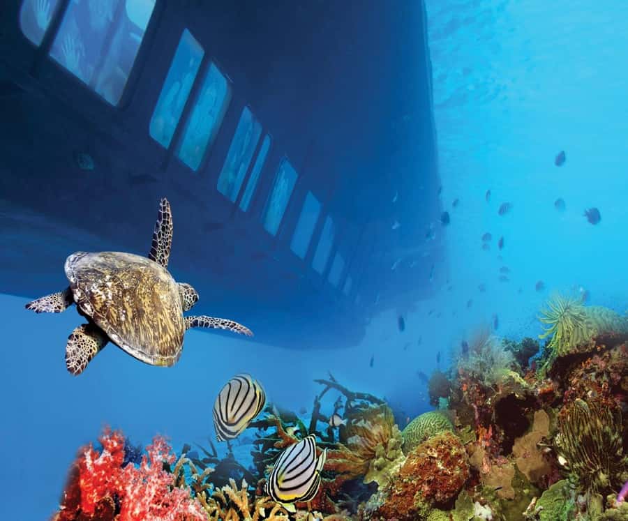 From El Gouna: Royal Seascope Submarine with Snorkel Stop - Price and value: does $18 add up in the real world?