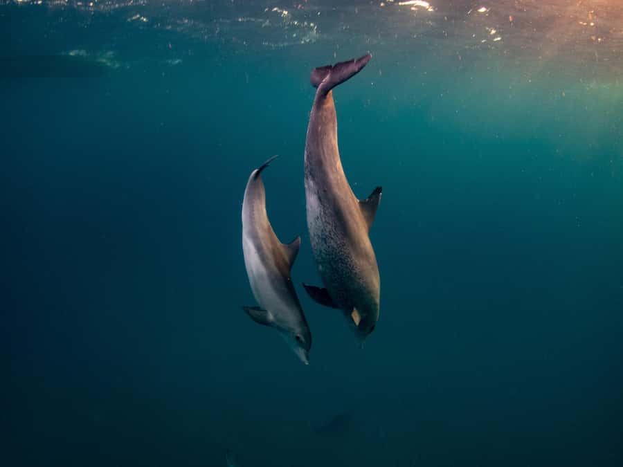 From Hurghada: Hula Hula Island Speedboat Tour with Dolphins - Dolphin Search: How the 75% Chance Plays Out