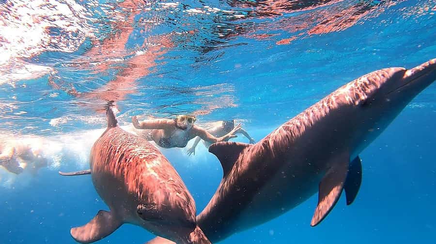 From Sharm: White Island and Ras Mohamed Snorkeling Trip - Ras Mohammed National Park: the reef time you actually came for
