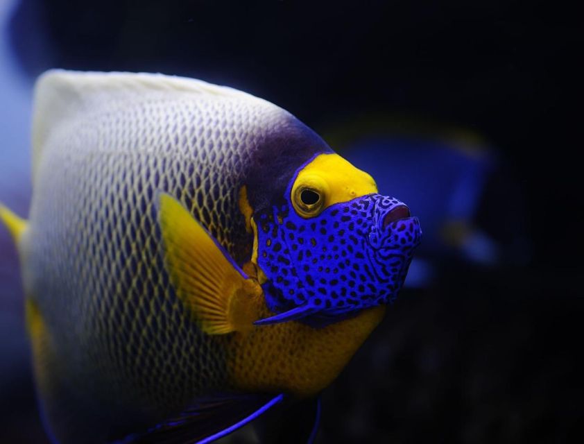 From Sharm: White Island and Ras Mohamed Snorkeling Trip - The itinerary rhythm: how the day flows from sailing to snacks