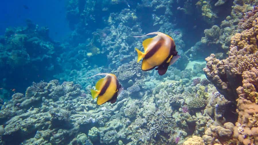 Hurghada: 3 Islands, Dolphins & Snorkel Yacht Trip w/ Lunch - Hurghada yacht day: what the 8 hours actually feels like