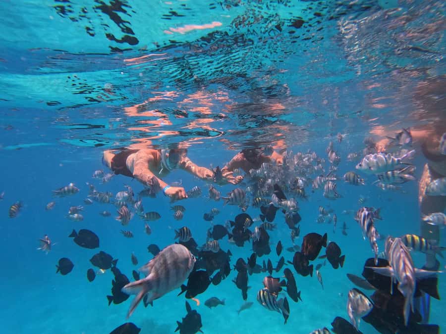 Hurghada: 4 Island Hopping Tour Dolphin, Snorkeling & Lunch - Abo Monkar Sandbank and Magawish: The Relax Parts That Make the Day Feel Balanced