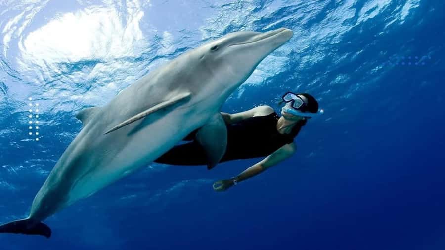 Hurghada: All-Inclusive Elite VIP Dolphin House & Massage - Key points worth knowing before you go