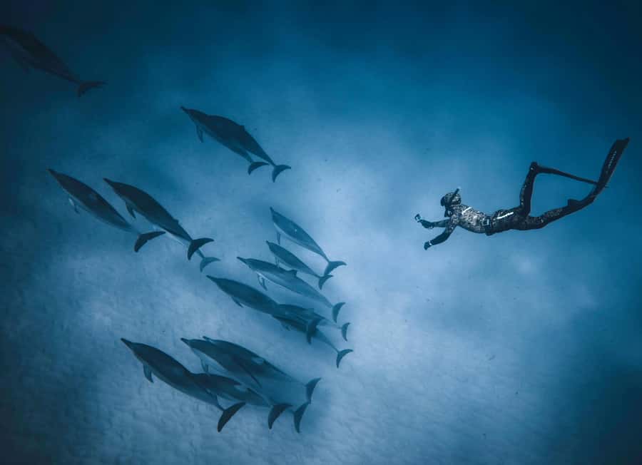 Hurghada: All-Inclusive Elite VIP Dolphin House & Massage - Price and value: why $45 feels like a lot, in the good way
