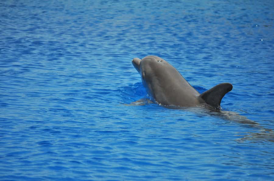Hurghada: All-Inclusive Elite VIP Dolphin House & Massage - Dolphin House: what that 80% dolphin chance really means