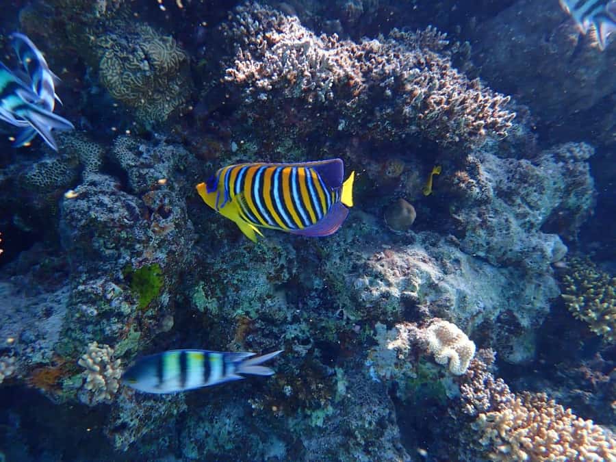 Hurghada: Boat trip to Magawish island with Multi Options - Magawish Island time: swimming, sand time, and optional fun