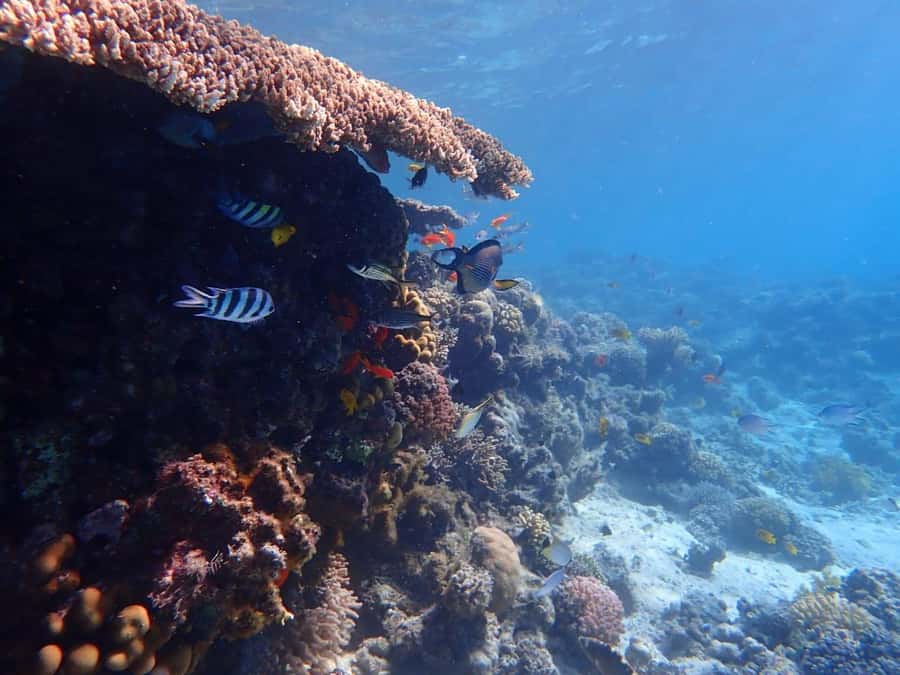 Hurghada: Boat trip to Magawish island with Multi Options - Lunch on Magawish: what you get, and why it matters
