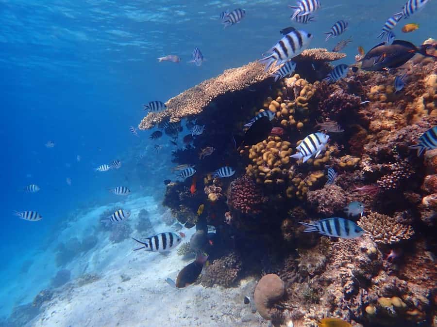 Hurghada: Boat trip to Magawish island with Multi Options - Comfort, vehicles, and the language you’ll hear on this trip