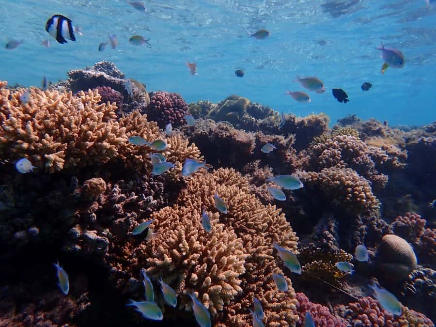 Hurghada: Boat trip to Magawish island with Multi Options - Price and value for a Hurghada to Magawish boat trip