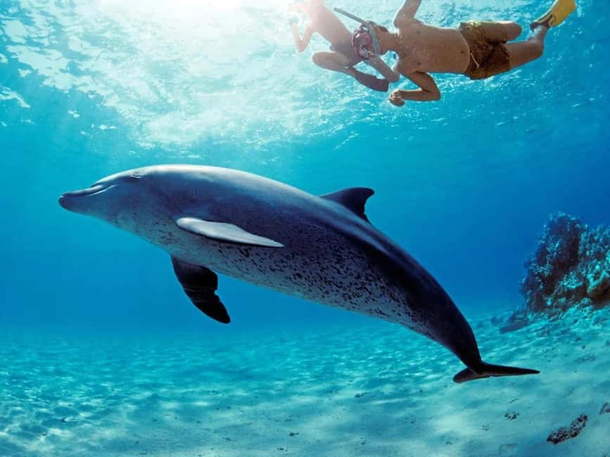 Hurghada: Dolphin Watching Boat Tour with Snorkeling & Lunch - Lunch, soft drinks, and the boat’s comfort breaks