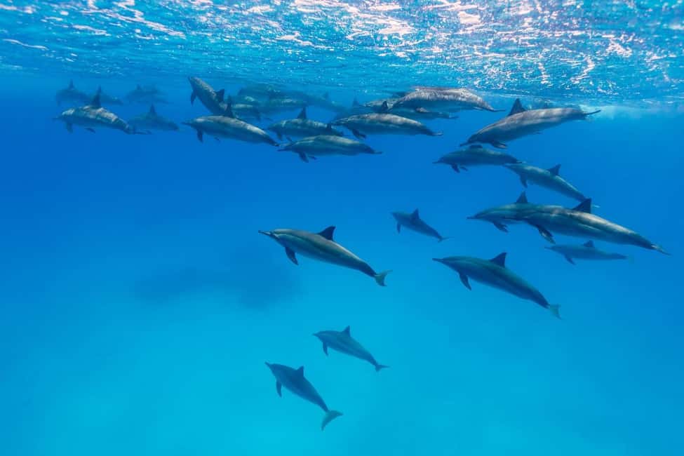 Hurghada: Dolphin Watching Boat Tour with Snorkeling & Lunch - FAQ