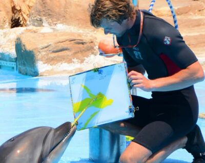 Hurghada: Dolphin World Show with Walruses and Pickup - Tickets, transfers, and the $23 value reality check