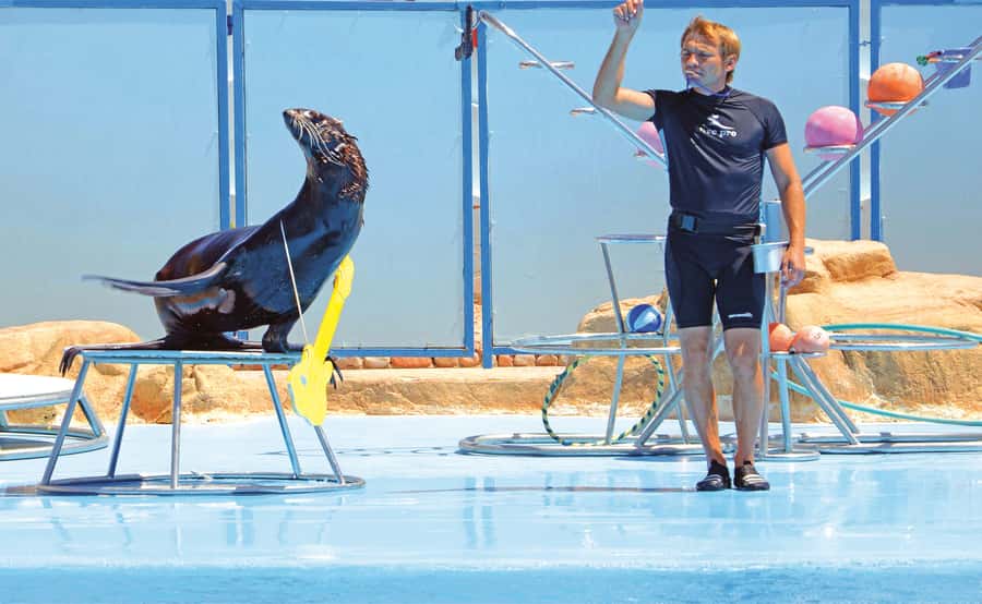 Hurghada: Dolphin World Show with Walruses and Pickup - Inside the show: dolphins, sea lions, and a walrus on cue