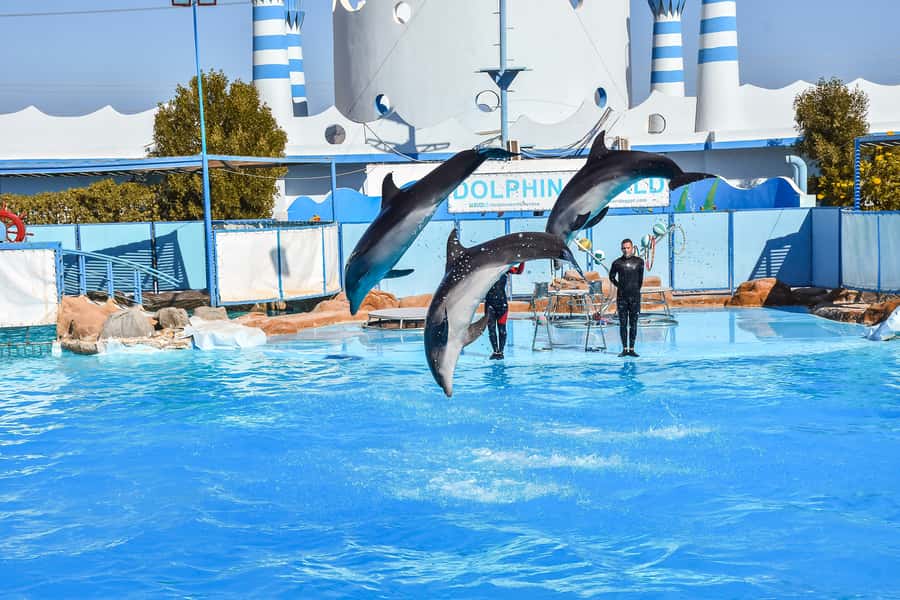 Hurghada: Dolphin World Show with Walruses and Pickup - Money-saving tips for photos and souvenirs (without killing the fun)