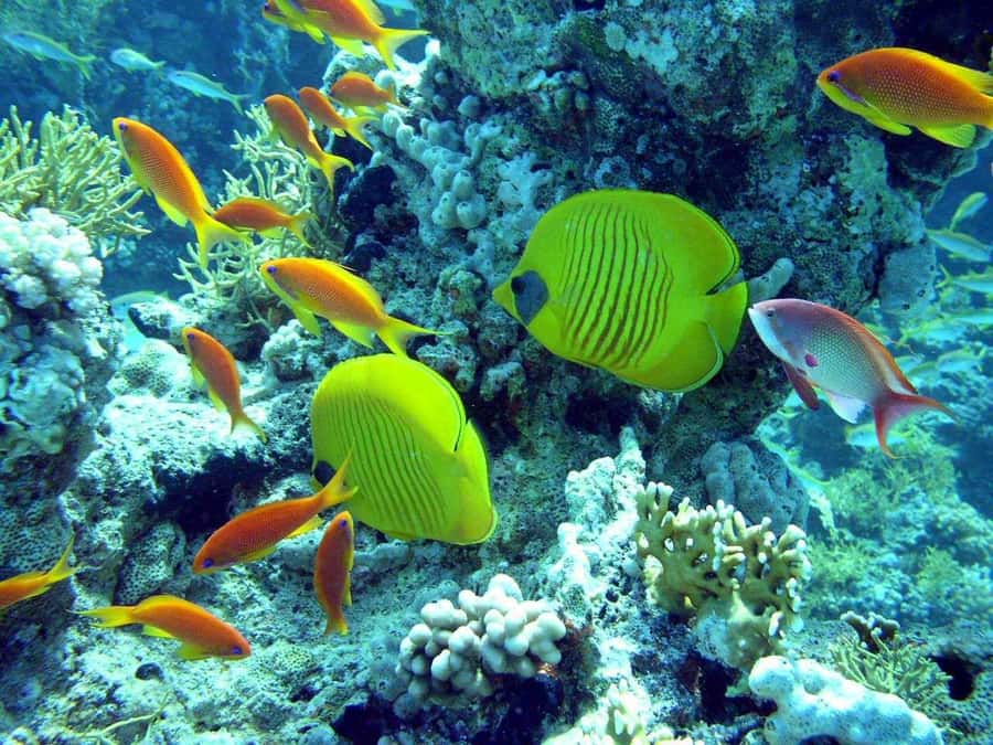 Hurghada: Full-Day Scuba Diving Tour with 2 Sites and Lunch - Entering the Red Sea with training-wheel support