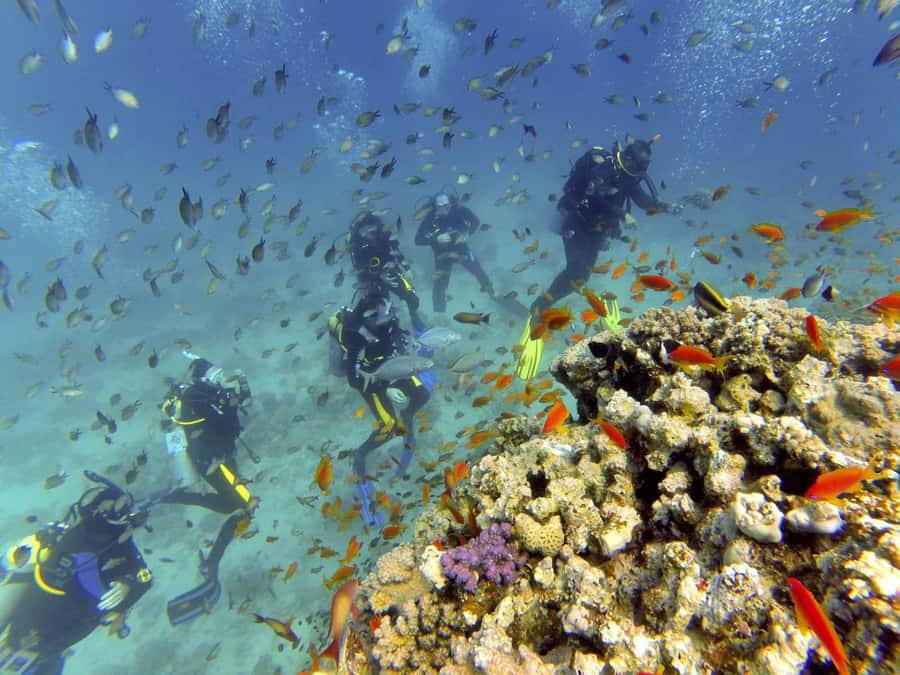 Hurghada: Full-Day Scuba Diving Tour with 2 Sites and Lunch - Lunch on board: where the day turns from work to pleasure