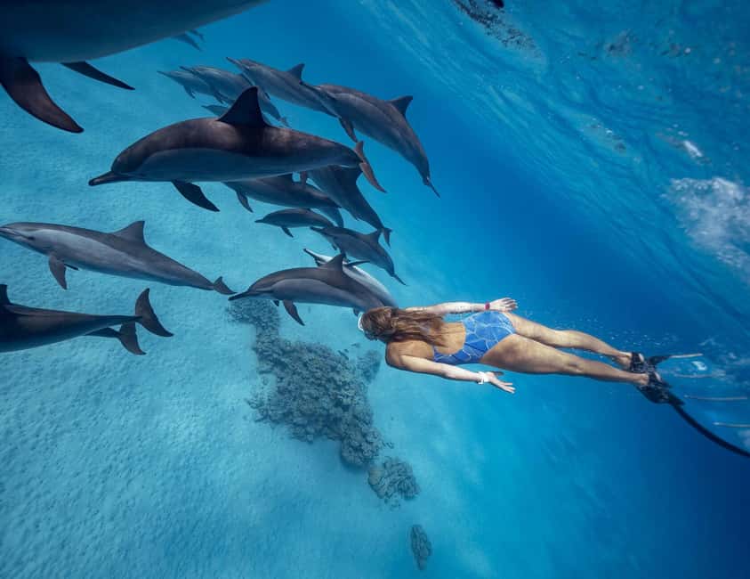 Hurghada or Makadi: Discover the Magic of Dolphin House - Dolphin Time: When You Swim vs When You Watch