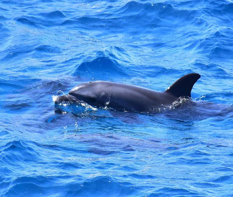 Hurghada or Makadi: Discover the Magic of Dolphin House - Water Sports on a Sofa Boat: Fun Time, But Wind Matters