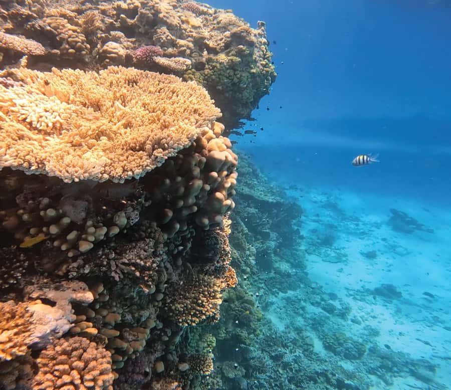 Hurghada: Premium Orange Island Cruise with Lunch & Transfer - Orange Bay island time: why that 2 hours is the payoff