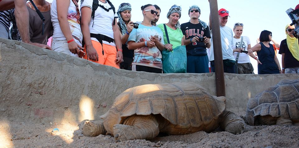 Hurghada: Quad Bike, Camel, Show, Dinner, & Stargazing Trip - The evening program: Oriental dinner, live entertainment, then stargazing