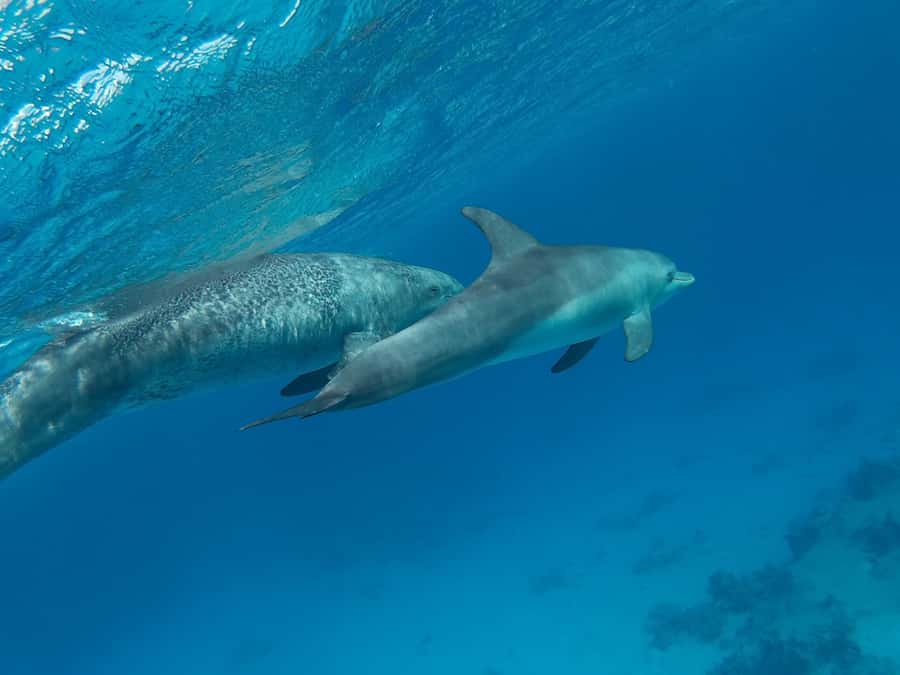 Hurghada: Royal Luxury VIP Cruise to Orange Bay with Lunch - Small Giftun Underwater Spot and the “Second Round” Timing