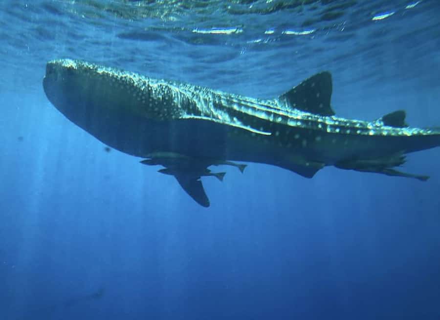 Hurghada: Royal Seascope Submarine Cruise with Snorkel Stop - The semi-submarine magic: seeing coral without getting wet