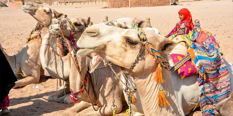 Hurghada: Safari Jeep, Buggy, Camel, Quad, Bedouin Dinner - Buggy time: more control, more dust, better photos