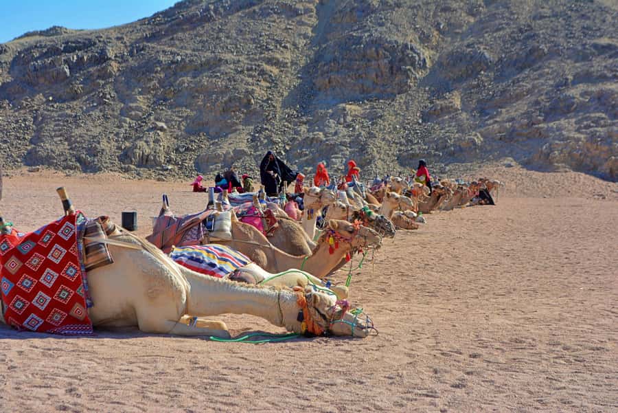 Hurghada: Safari Jeep & Camel Ride with BBQ Dinner & Show - BBQ dinner and Arabic tea: what to expect in the evening meal