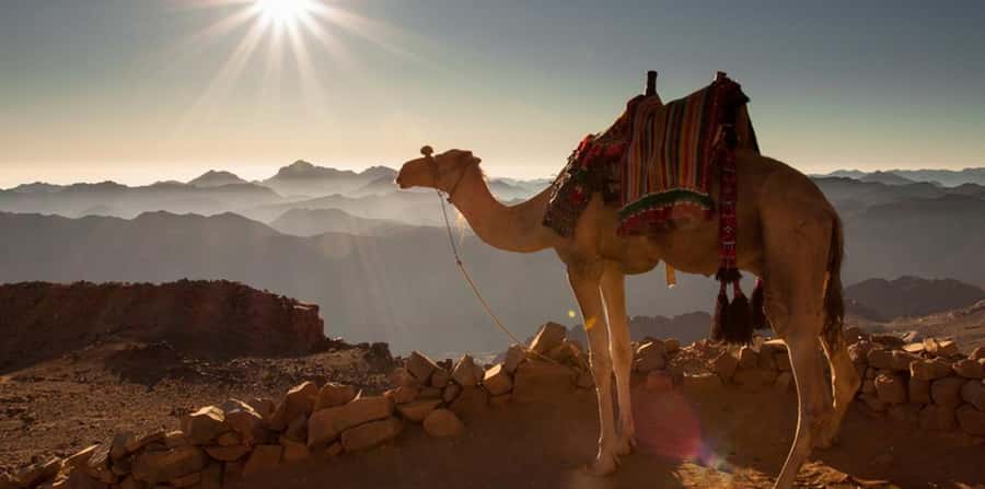 Hurghada: Sea & Desert Camel Ride w/Dinner, Show, Stargazing - Sunset to Stargazing: Dinner, Dance Show, and Saturn Night-Sky Moments