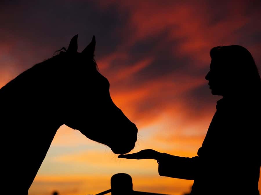 Hurghada: Sea & Desert Horse Tour, Stargazing, Dinner & Show - Hotel Pickup and Timing: How the Schedule Actually Works