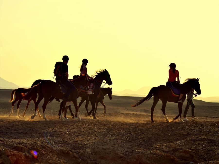 Hurghada: Sea & Desert Horse Tour, Stargazing, Dinner & Show - The VIP 4-Hour Private Program: The Swim Stop With Your Horse