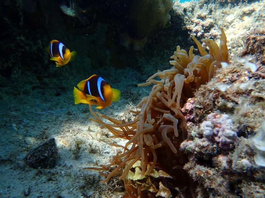 Hurghada: Snorkelling Trip by Speedboat with Hotel Pickup - Stop Two: Giftun Island Waters and the Variety You Want