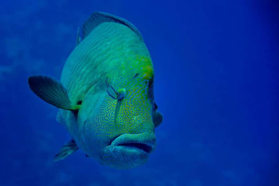 Hurghada: Snorkelling Trip by Speedboat with Hotel Pickup - What the Crew Adds: Guides, Captain, and Spotting Skills