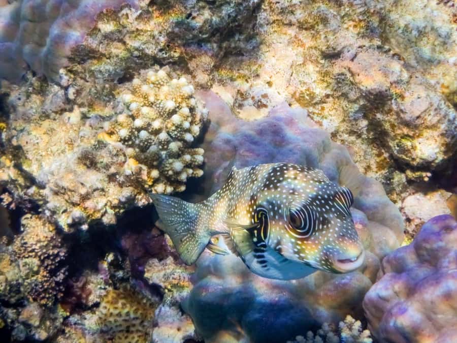 Hurghada: Snorkelling Trip by Speedboat with Hotel Pickup - What’s Included: Small Details That Save You Money and Stress