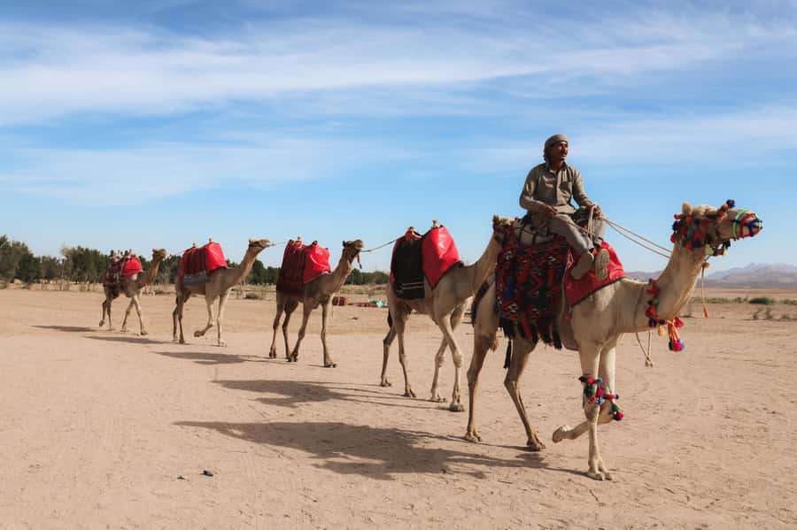 Hurghada: Sunset Camel Ride with Dinner - Bedouin Dinner and Desert Culture: what’s on the table (and why it works)