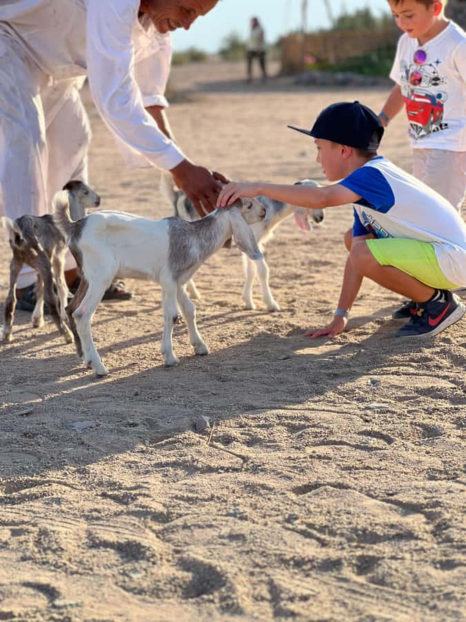 Hurghada: Sunset Camel Ride with Dinner - Telescope Star Watching: turning night sky into names you can point to