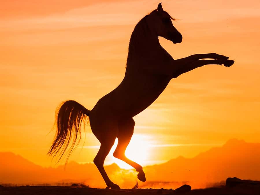 Hurghada: Sunset Sea, Desert Horse W Opt, Dinner, Stargazing - Your day rhythm: pickup, riding, photos, and finishing strong