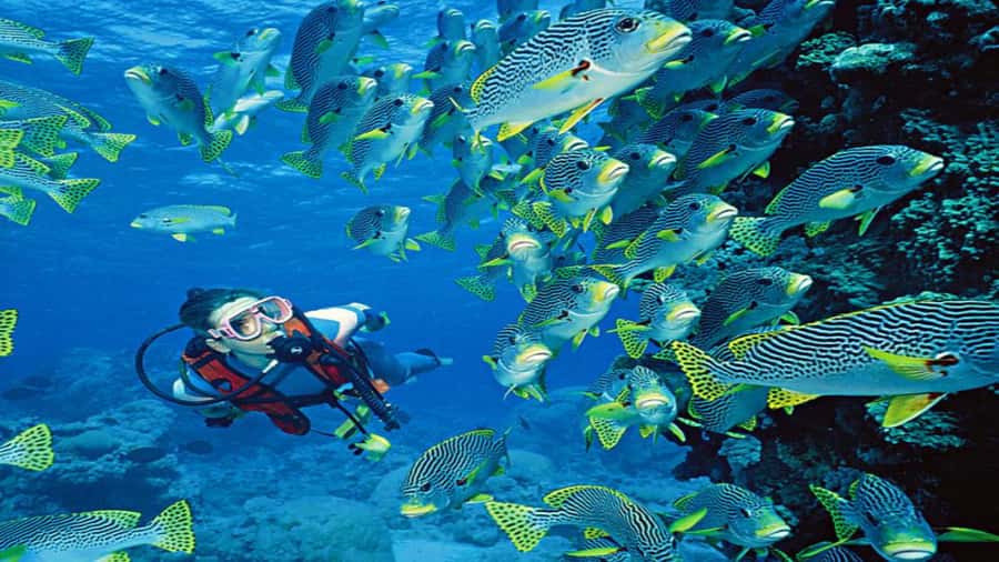 Hurghada:Luxury Diving & Snorkeling inc/Island/Lunch/Massage - A Yacht Day in Hurghada That Balances Water Fun and Real Break Time