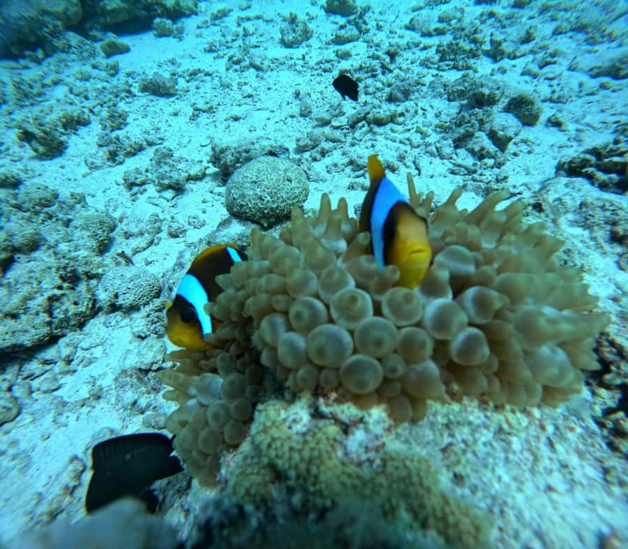 Intro Diving Beginner and Discover Red Sea Underwater - Safety rules that shape the experience