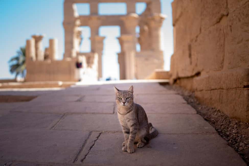 Luxor: Private Full-Day Customized Tour With Carriage Ride - Valley of the Kings and Hatshepsut Temple: Where the Add-Ons Matter
