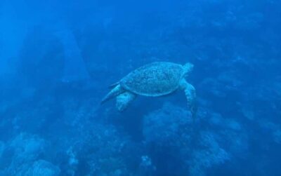 Marsa Alam: Elite vip Turtle bay snorkeling with BBQ Lunch - Getting there: pickup timing and what your travel day looks like