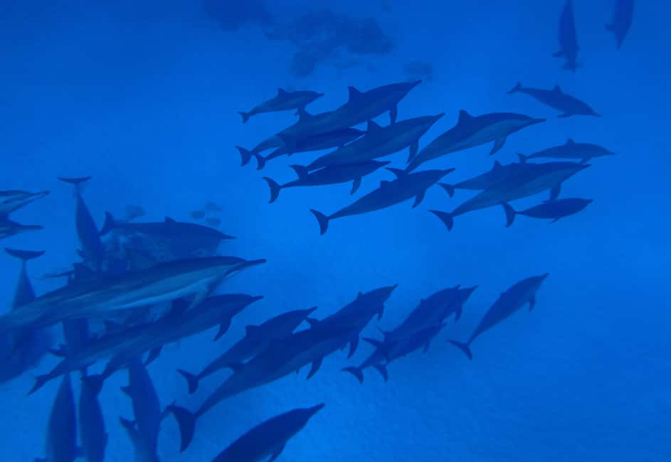 Marsa Alam:Sataya Reefs Dolphin Snorkeling Cruise with Lunch - Coral and marine life: why the guide makes a difference